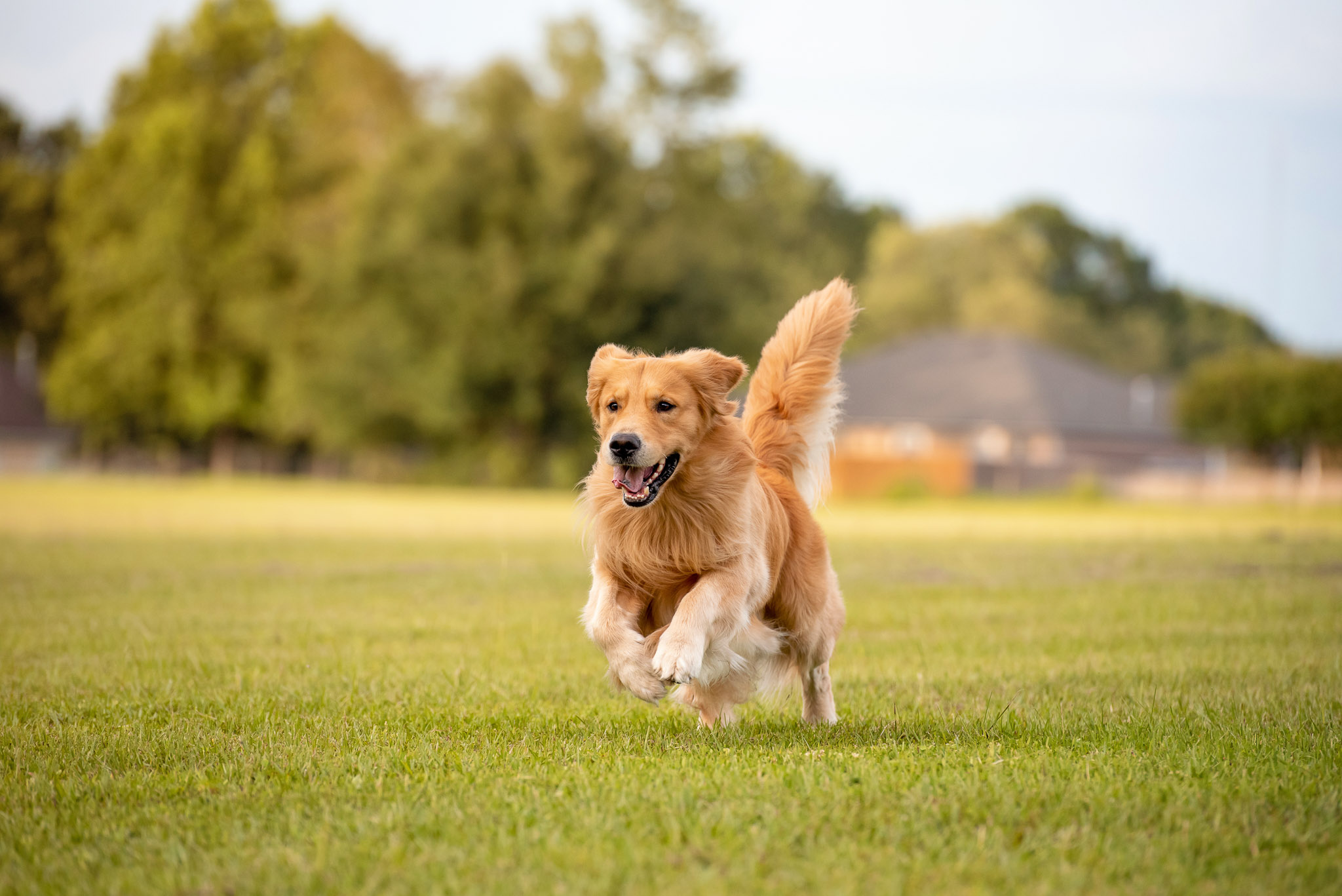 AdobeStock_360293533_Golden Retriever running in field during golden hour with grass and trees in background.